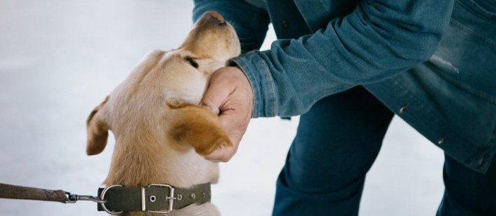 В Пензенской области ускорился рост цен: теперь страдают владельцы животных