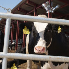 Карантин на паузе: в Пензенской области стабилизировали ситуацию с болезнью скота