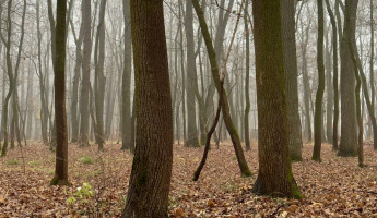 Трое жителей Пензенской области, пропавшие в апреле, найдены мертвыми