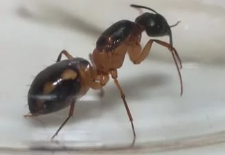 Жителей Арбеково атакуют египетские муравьи 