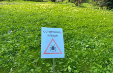 Каждый четвертый клещ с боррелиозом: в Пензенской области продолжают фиксировать укусы Каждый четвертый клещ с боррелиозом: в Пензенской области продолжают фиксировать укусы