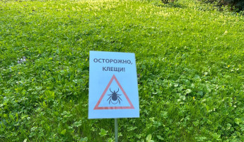 Каждый четвертый клещ с боррелиозом: в Пензенской области продолжают фиксировать укусы Каждый четвертый клещ с боррелиозом: в Пензенской области продолжают фиксировать укусы