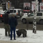 В Пензе по улицам города прогуливается живой медведь
