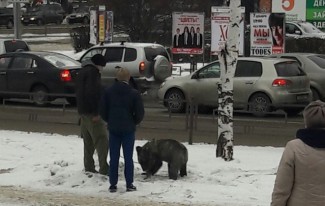 В Пензе по улицам города прогуливается живой медведь