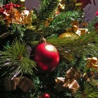 Пензенские сосны в Новый год украсят дома жителей Крыма
