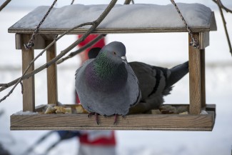 В Пензе в кормушке для птиц нашли мертвого голубя