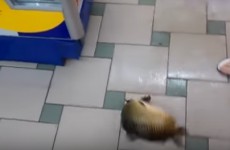 В «Ленте» на ГПЗ-24 рыба выпрыгнула из аквариума и испугала покупателей