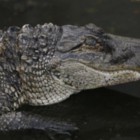 На теле найденного на Карпинского крокодила были кровавые раны