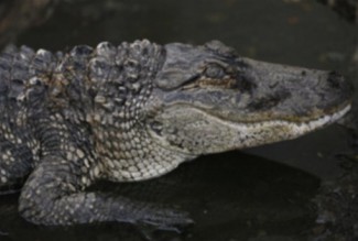 На теле найденного на Карпинского крокодила были кровавые раны