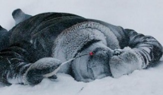 Житель Пензенской области насмерть замерз в сарае у соседки 