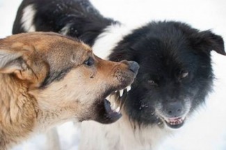 Соцсети: «В Пензе в Заводском районе стая диких собак угрожает жизни детей»