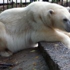 Белый медведь из Пензенского зоопарка переедет в новый вольер за 9 миллионов рублей