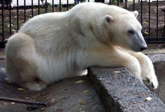 Белый медведь из Пензенского зоопарка переедет в новый вольер за 9 миллионов рублей