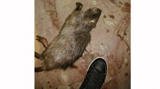 Житель Пензы нашел в доме на улице Ленина труп восьмикилограммовой крысы
