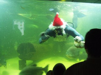 В Пензе Полицейский Дед Мороз забрался в аквариум к рыбам