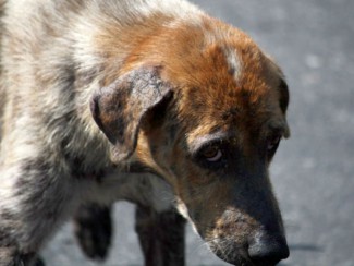 Житель Кузнецка жестоко убил влюбленную пару собак