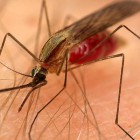 Неподалеку от Пензы зарегистрирован случай заражения малярией 
