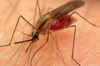 Неподалеку от Пензы зарегистрирован случай заражения малярией 