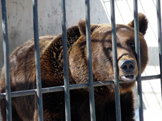 В Пензе в контактном зоопарке на женщину напал медведь