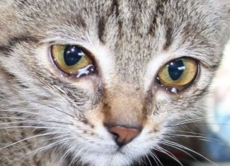 Жительница Пензы отомстила кошке за то, что она ее поцарапала, и выложила фото в сеть