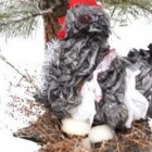 Лучшей новогодней игрушкой России признан «петух», cделанный зареченцами из мусорных пакетов