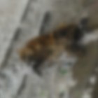 Горожан шокировал труп изуродованной собаки, найденный под пензенским подвесным мостом 