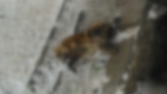Горожан шокировал труп изуродованной собаки, найденный под пензенским подвесным мостом 