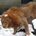 Жители Пензенской области сообщили правоохранителям о льве, сбежавшем из зоопарка