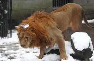 Жители Пензенской области сообщили правоохранителям о льве, сбежавшем из зоопарка