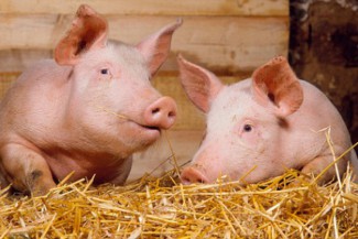 Группа «Черкизово», чей комплекс находится в Пензенской области – в тройке лидеров по производству свинины