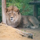 В Пензенском зоопарке умер 19-летний лев Симба 