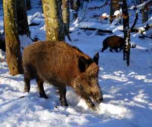 В Пензенской области стражи порядка ищут браконьеров, потрошивших животных