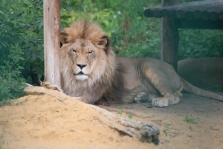 Сотрудники пензенского зоопарка ищут умершему льву Симбе замену