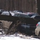 Дерево раздавило машину, припаркованную у областной больницы