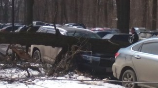 Дерево раздавило машину, припаркованную у областной больницы