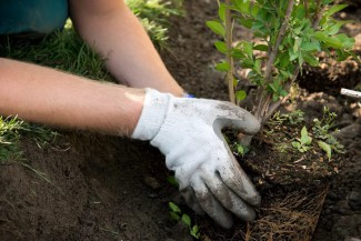 Пензенский филиал Россельхозбанка поддержит акцию по посадке деревьев