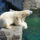 В Пензенском зоопарке показательно покормят белого медведя