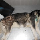 В Пензе неизвестные убили собаку Хаски из «пневматики»