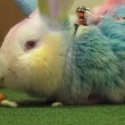 Пензенский зверинец с раскрашенными кроликами показали по НТВ