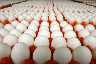 В Пензенской области торговали подозрительными яйцами 