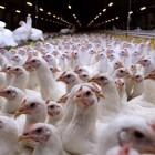 «Васильевские» сальмонеллы. Казахстан обвинил пензенскую птицефабрику в продаже зараженных кур