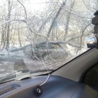 В Пензе автомобиль был уничтожен деревом 