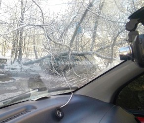 В Пензе автомобиль был уничтожен деревом 