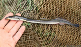 В водоемах Пензенской области вымирает рыба, занесенная в Красную книгу