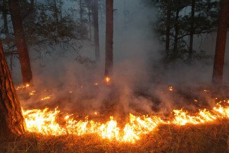 В МЧС сообщили о серьезном пожаре в лесу под Пензой 