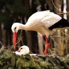 В Пензенском зоопарке начался весенний переезд