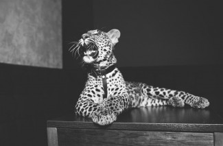 Посетители одного из пензенских заведений провели незабываемую ночь с леопардом