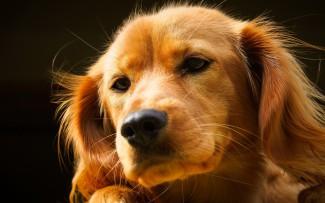 В Пензенком районе на борьбу с бродячими собаками выделили почти 200 тыс. руб
