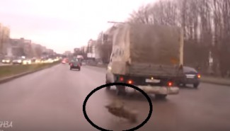 В Пензе собака выпала из кузова грузовика во время движения и попала под колеса авто