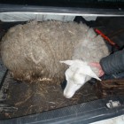 В Пензенской области голодная сельчанка похитила овцу у соседки